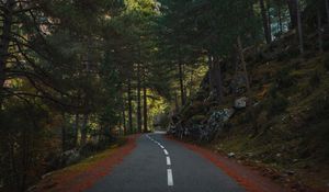 Preview wallpaper road, marking, forest, trees, spruce