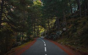 Preview wallpaper road, marking, forest, trees, spruce