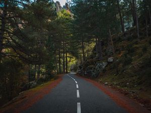 Preview wallpaper road, marking, forest, trees, spruce