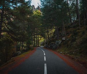 Preview wallpaper road, marking, forest, trees, spruce