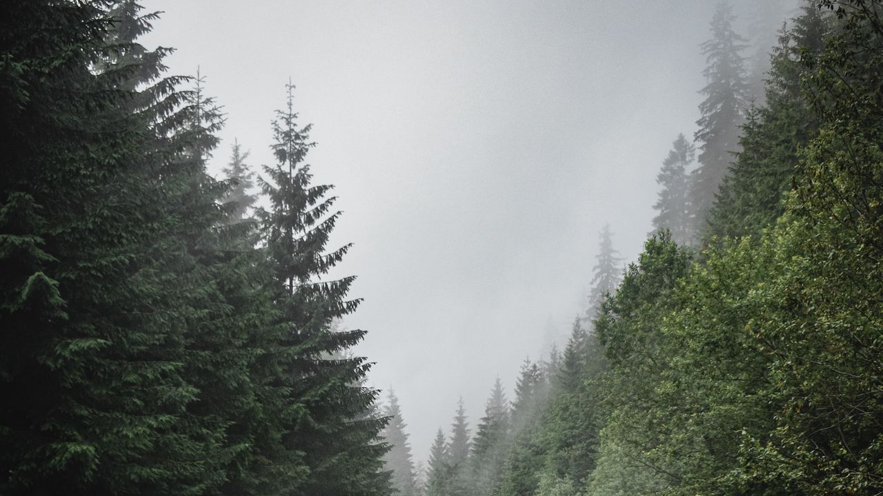 Wallpaper road, marking, spruce, trees, forest