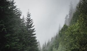 Preview wallpaper road, marking, spruce, trees, forest