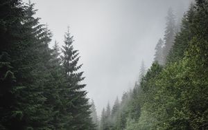 Preview wallpaper road, marking, spruce, trees, forest