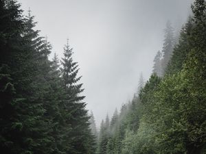 Preview wallpaper road, marking, spruce, trees, forest