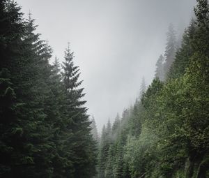 Preview wallpaper road, marking, spruce, trees, forest