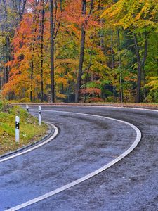 Preview wallpaper road, marking, trees, autumn