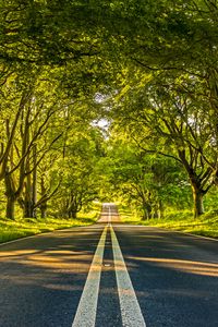 Preview wallpaper road, marking, trees, alley, distance