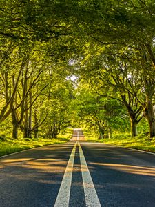 Preview wallpaper road, marking, trees, alley, distance