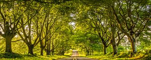 Preview wallpaper road, marking, trees, alley, distance