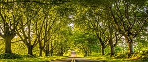 Preview wallpaper road, marking, trees, alley, distance