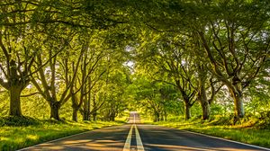 Preview wallpaper road, marking, trees, alley, distance