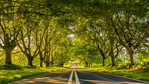 Preview wallpaper road, marking, trees, alley, distance