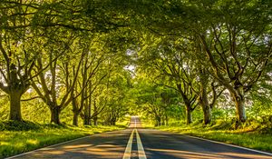 Preview wallpaper road, marking, trees, alley, distance