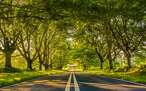 Preview wallpaper road, marking, trees, alley, distance