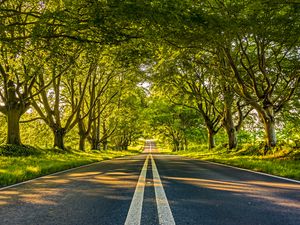 Preview wallpaper road, marking, trees, alley, distance