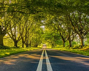 Preview wallpaper road, marking, trees, alley, distance