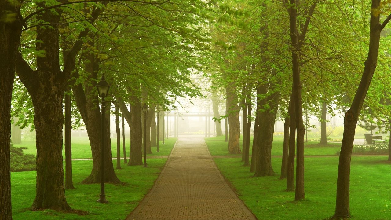 Wallpaper road, park, fog, morning, trees, greens
