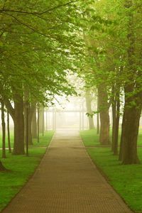 Preview wallpaper road, park, fog, morning, trees, greens