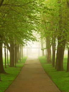 Preview wallpaper road, park, fog, morning, trees, greens