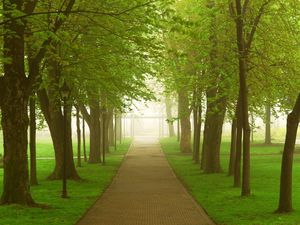 Preview wallpaper road, park, fog, morning, trees, greens