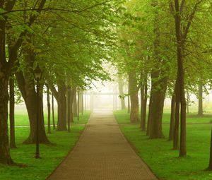 Preview wallpaper road, park, fog, morning, trees, greens