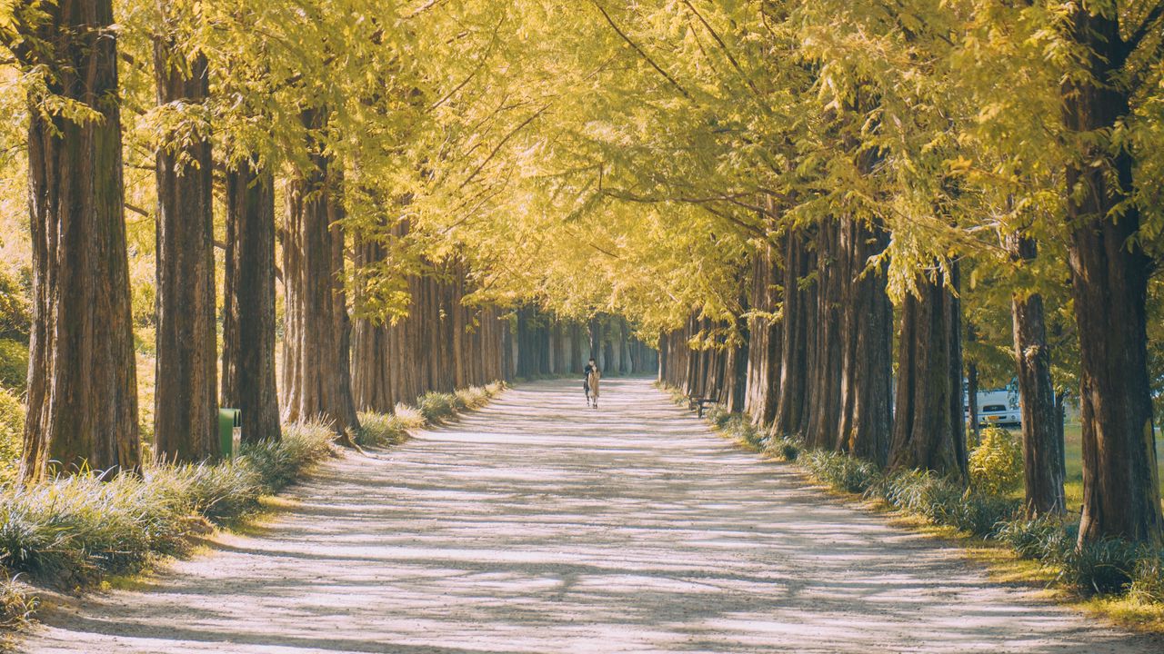 Wallpaper road, path, alley, light, nature