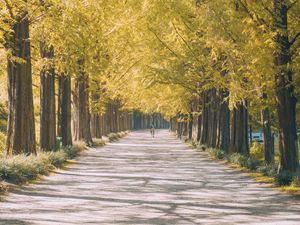 Preview wallpaper road, path, alley, light, nature