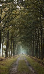 Preview wallpaper road, path, alley, trees, man, distance