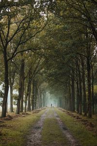 Preview wallpaper road, path, alley, trees, man, distance