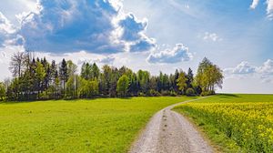 Preview wallpaper road, path, trees, grass