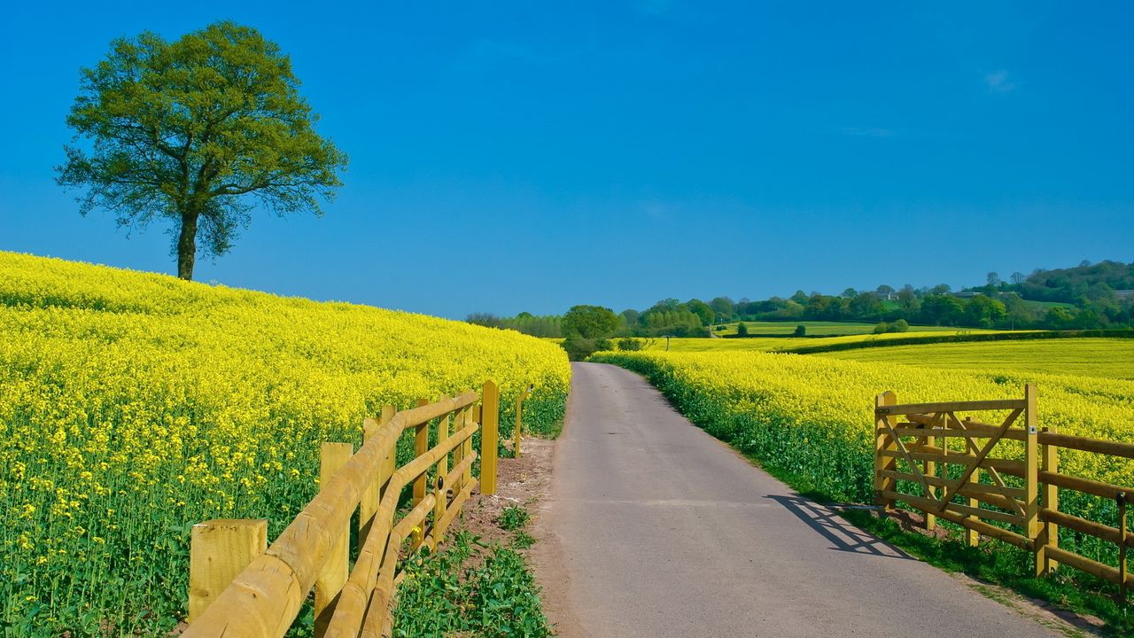 Wallpaper road, protection, summer, flowers, yellow, slopes, open spaces, day