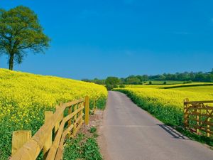 Preview wallpaper road, protection, summer, flowers, yellow, slopes, open spaces, day