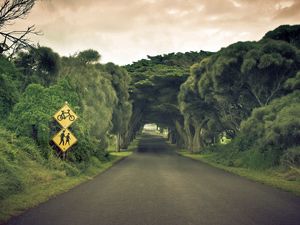 Preview wallpaper road, sign, trees, summer