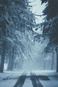 Preview wallpaper road, snow, fog, winter, trees, traces