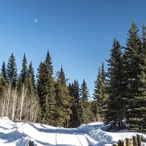 Preview wallpaper road, snow, trees, forest, winter, shadows, nature