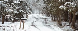 Preview wallpaper road, snow, trees, dog, winter, nature