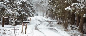 Preview wallpaper road, snow, trees, dog, winter, nature