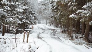 Preview wallpaper road, snow, trees, dog, winter, nature