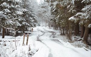 Preview wallpaper road, snow, trees, dog, winter, nature