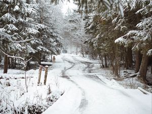 Preview wallpaper road, snow, trees, dog, winter, nature