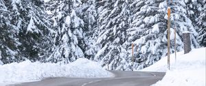 Preview wallpaper road, snow, trees, spruce, winter