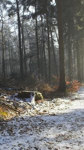 Preview wallpaper road, snow, trees, stub, wood, light, beams