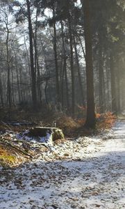 Preview wallpaper road, snow, trees, stub, wood, light, beams