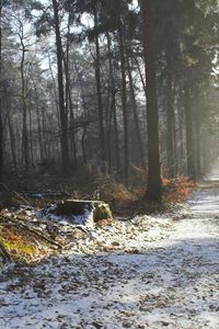 Preview wallpaper road, snow, trees, stub, wood, light, beams