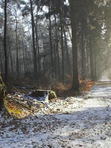 Preview wallpaper road, snow, trees, stub, wood, light, beams