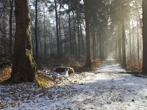 Preview wallpaper road, snow, trees, stub, wood, light, beams