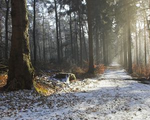 Preview wallpaper road, snow, trees, stub, wood, light, beams