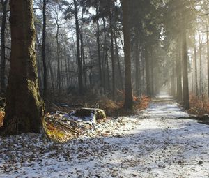 Preview wallpaper road, snow, trees, stub, wood, light, beams