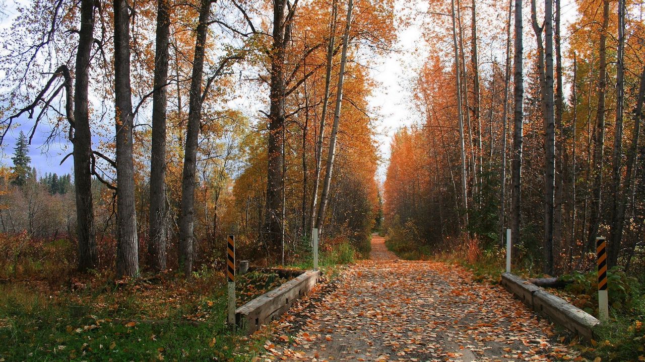 Wallpaper road, soil, trees, autumn, leaves, strengthening, protector