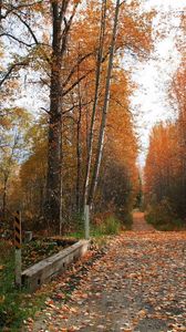Preview wallpaper road, soil, trees, autumn, leaves, strengthening, protector